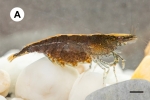 Caridina sirindhornae