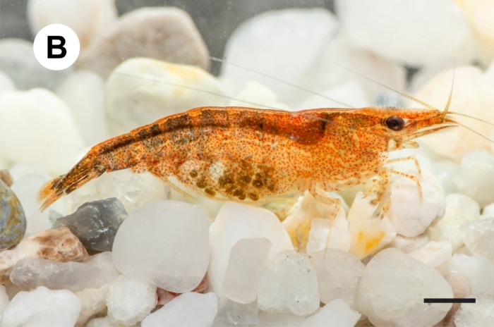 Caridina sirindhornae