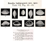Bairdia limburgensis Veen, 1934 from the original description