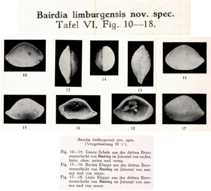 Bairdia limburgensis Veen, 1934 from the original description