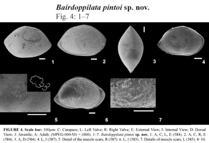 Bairdoppilata pintoi Nogueira, Ramos &amp; Hunt, 2019 from the original description