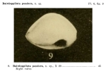 Bairdoppilata pondera Jennings, 1936 from the original description