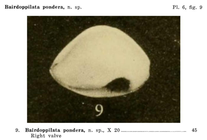 Bairdoppilata pondera Jennings, 1936 from the original description