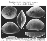 Bairdoppilata profunda Aiello, Barra & Bonaduce, 2000  from the original description