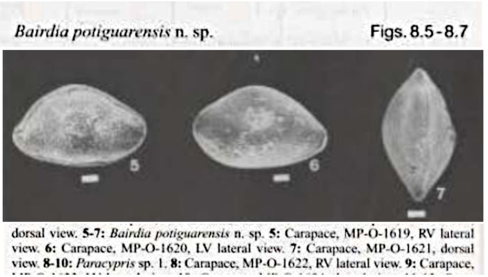 Bairdoppilata potiguarensis Delicio, Coimbra &amp; Carreño, 2000 from the original description