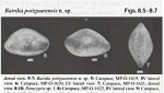 Bairdoppilata potiguarensis Delicio, Coimbra & Carreño, 2000 from the original description