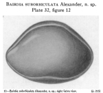 Bairdia suborbiculata Alexander, 1934 from the original description