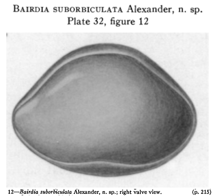 Bairdia suborbiculata Alexander, 1934 from the original description