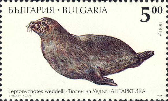 Leptonychotes weddellii Leptonychotes weddellii