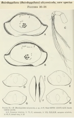 Bairdoppilata alcyonicola  Maddocks, 1969 from the original description