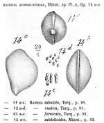 Bairdia subdeltoidea Münster, 1830 from the original description