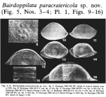 Bairdoppilata paraacratericola Titterton & Whatley, 1988 from the original description