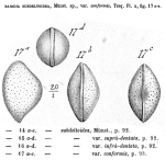 Bairdia conformis Terquem, 1878 from the original description