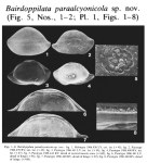 Bairdoppilata paraalcyonicola Titterton & Whatley, 1988 from the original description
