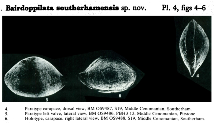 Bairdoppilata southerhamensis Weaver, 1982 from the original description