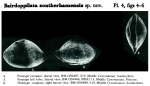 Bairdoppilata southerhamensis Weaver, 1982 from the original description
