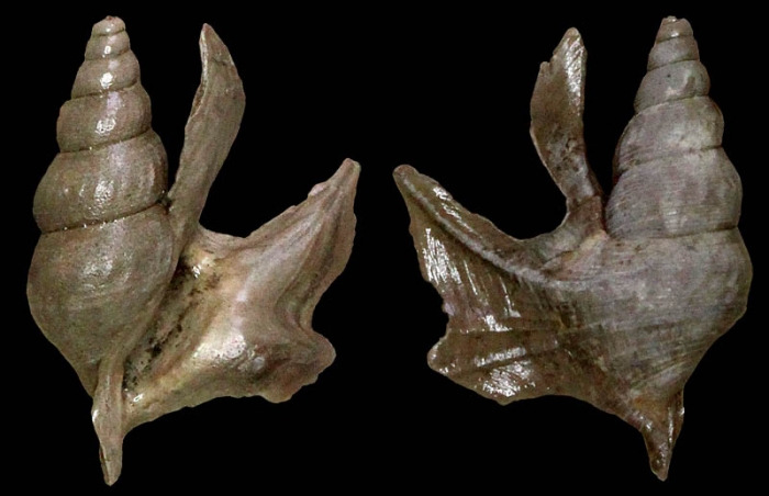 Aporrhais dingdenensis Marquet, Grigis &amp; Landau, 2002