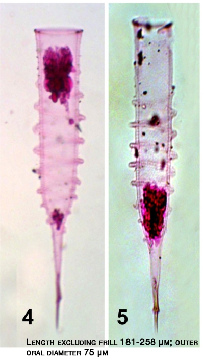 Illustration from Abou Zaid&amp; Hellal 2012