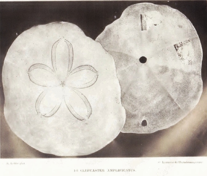 Clypeaster amplificatus Koehler 1922