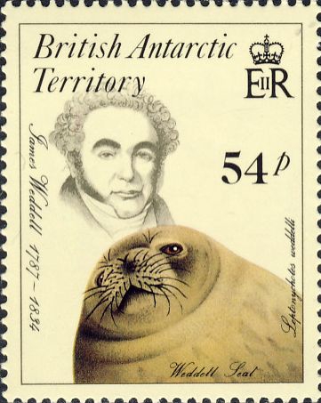 Leptonychotes weddellii Leptonychotes weddellii