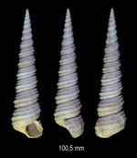 Helminthia vermicularis (Brocchi, 1814)