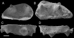  Pythagoracypris latavectis Santos Filho, Fauth & Sames, 2021