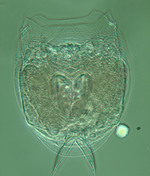 Lecane cf. zhanjiangensis