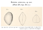 Bairdia africana Chapman, 1916 from the original description