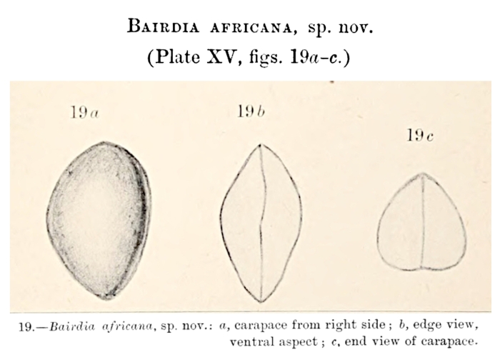 Bairdia africana Chapman, 1916 from the original description