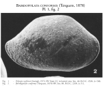 Bairdoppilata conformis Terquem, 1878 from the original description