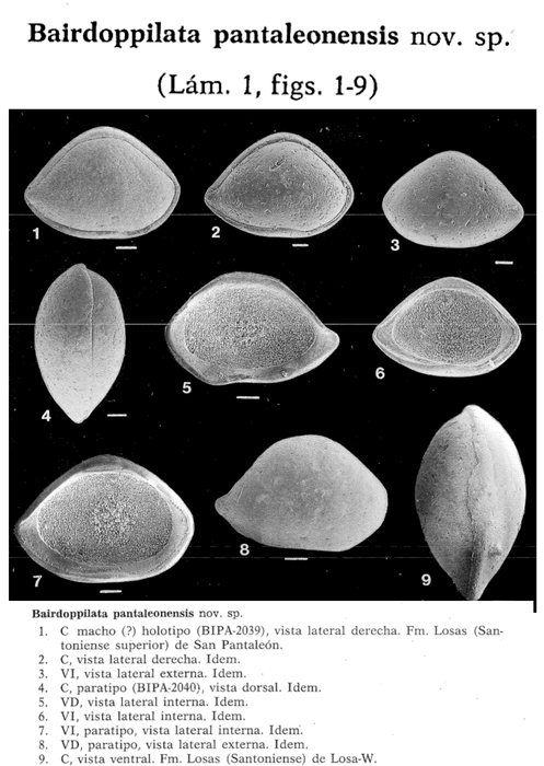 Bairdoppilata pantaleonensis Rodriguez-Lazaro, 1988 from the original description