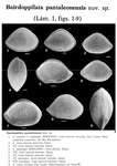 Bairdoppilata pantaleonensis Rodriguez-Lazaro, 1988 from the original description