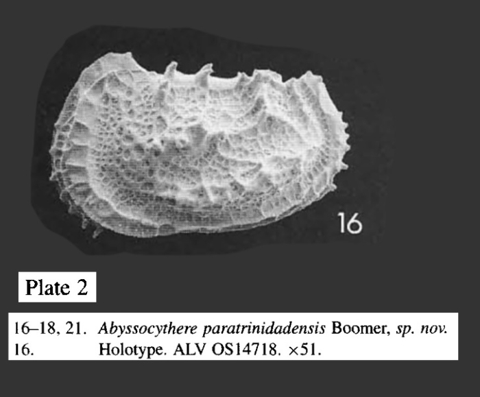 Holotype of Abyssocythere paratrinidadensis Boomer, 1999