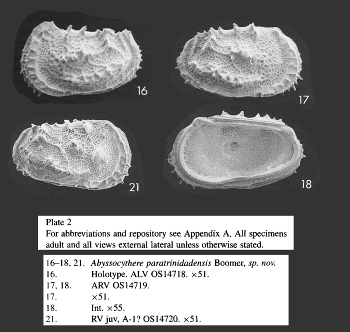 Abyssocythere paratrinidadensis Boomer, 1999 from the original description