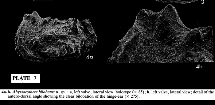 Abyssocythere bilobatus Colin, 1987: holotype from the original description