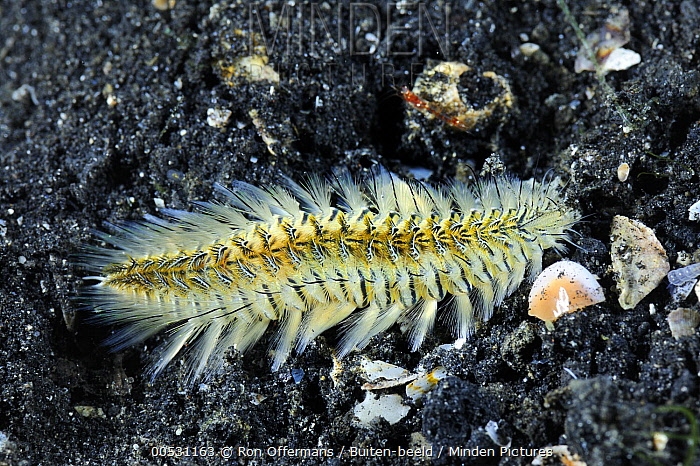 Chloeia conspicua live, Lembeh, Sulawesi
