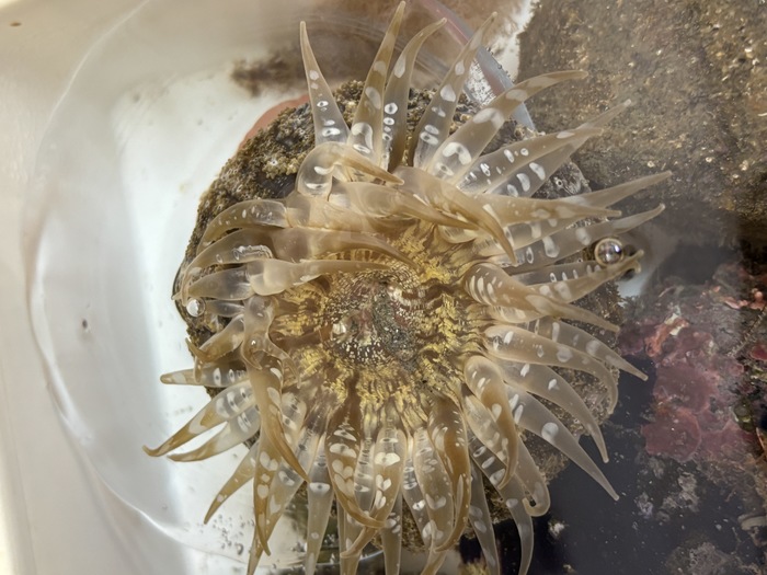 Actinostella flosculifera oral view