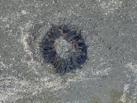 Bunodosoma cangicum in the sand