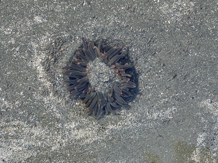 Bunodosoma cangicum in the sand