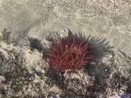 Bunodosoma caissarum oral view in sand