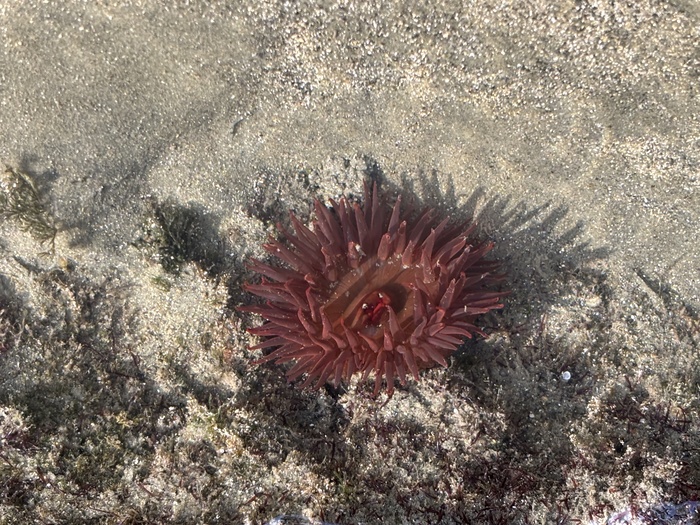 Bunodosoma caissarum oral view in sand