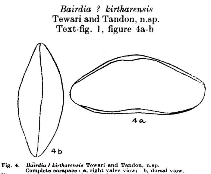 Bairdia kirtharensis Tewari &amp; Tandon, 1960 from the original description