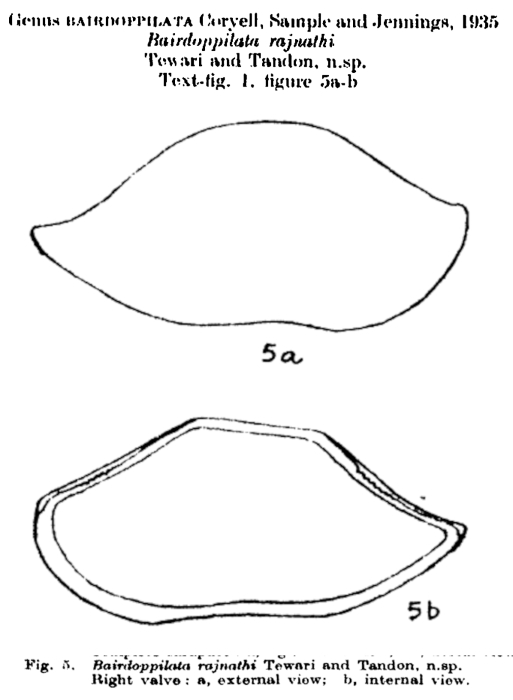 Bairdoppilata rajnathi Tewari &amp; Tandon, 1960 from the original description