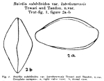 Bairdoppilata subdeltoidea koteshwarensis Tewari & Tandon, 1960 from the original description