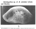 Bairdia talukdari Guha & Shukla, 1974 from the original description