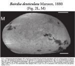 Bairdoppilata subdeltoidea denticulata Marsson, 1880 from the original description