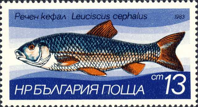 Leuciscus cephalus Leuciscus cephalus