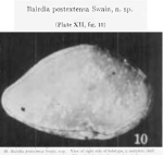 Bairdia postextensa Swain, 1948 from the original description