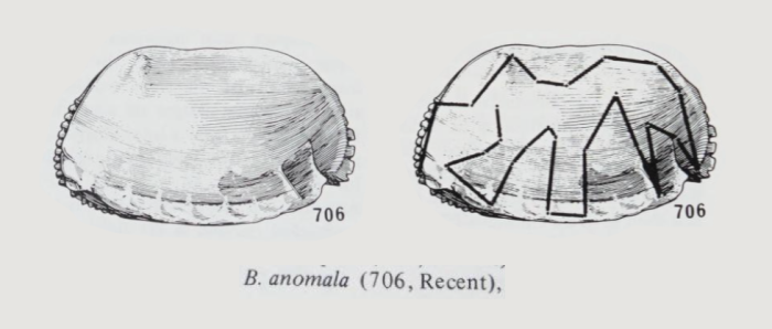 Bradleya anomala Benson, 1982 from the original description