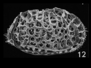 Bradleya mesembrina Mazzini, 2005 from the original description